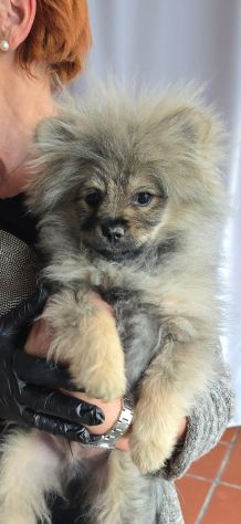 Volpino di pomerania - Foto 5