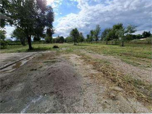 V001729 - TERRENO AGRICOLO - ULIVETO CON COSTRUZIONE - Foto 6