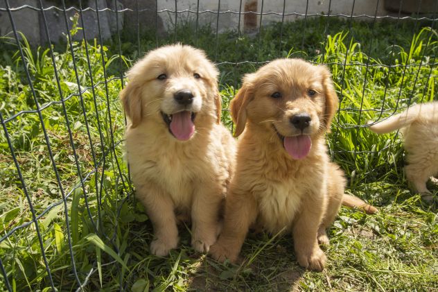 GOLDEN RETRIEVER CUCCIOLI - Foto 3