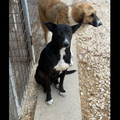 OREO CERCA UNA FAMIGLIA TUTTA SUA, CAGNOLINO IN ADOZIONE - Foto 5
