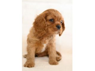 CAVALIER KING CHARLES SPANIEL CUCCIOLI RUBY -  pag comode rate