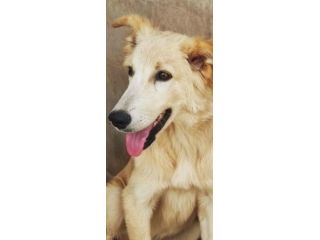 CUCCIOLO IN ADOZIONE: CECCO
