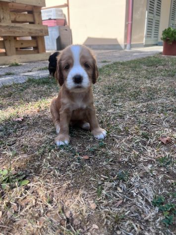 VENDITA CUCCIOLI COCKER SPANIEL INGLESE