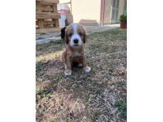 VENDITA CUCCIOLI COCKER SPANIEL INGLESE