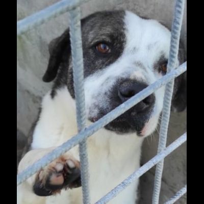 MAX CERCA ATTENZIONE, CHIEDE AMORE, CANE IN ADOZIONE TG MEDIA - Foto 4