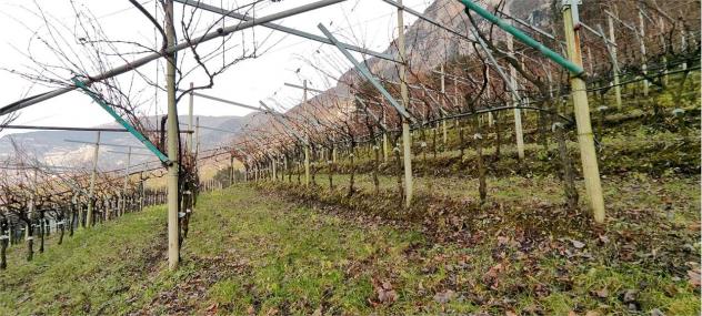 V000142 - DESTRA ADIGE TERRENO EDIFICABILE - Foto 4