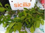 🌿 Foglie di Alloro Fresco Biologico (Raccolte al Momento)