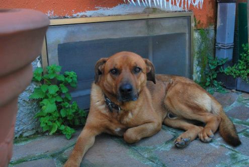 STEVEN, dolce cagnolone - Foto 3
