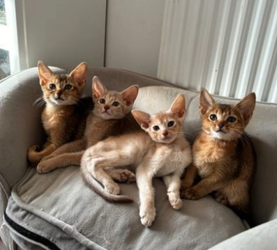 Gattini abissino