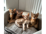 Gattini abissino