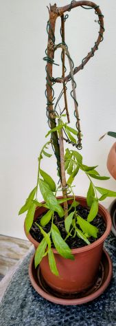 Bonsai Salix Babilonica - Foto 2