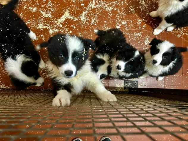 Border collie cuccioli di alta genealogia - Foto 5
