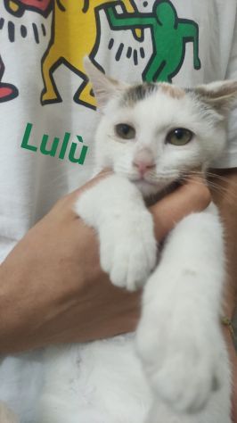 Tanti gattini meravigliosi cercano famiglia