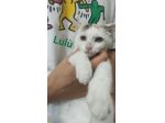 Tanti gattini meravigliosi cercano famiglia