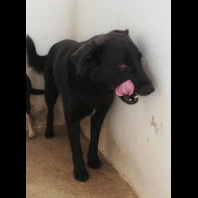 DONNA, ALTRA VITTIMA DI DEPORTAZIONE CAGNOLINA IN ADOZIONE - Foto 8