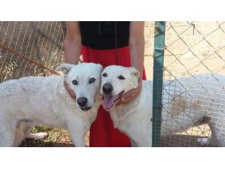 ARTU' E GINEVRA, due meravigliosi cani