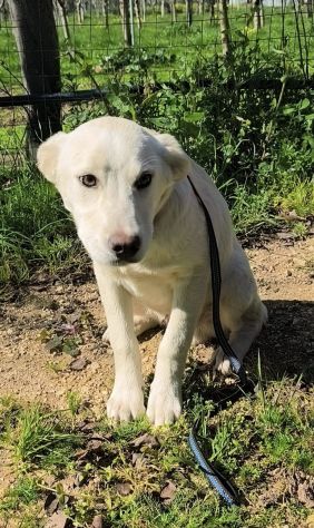 Cagnolini in adozione futura tg. medio contenuta cercano una famiglia per sempre - Foto 6