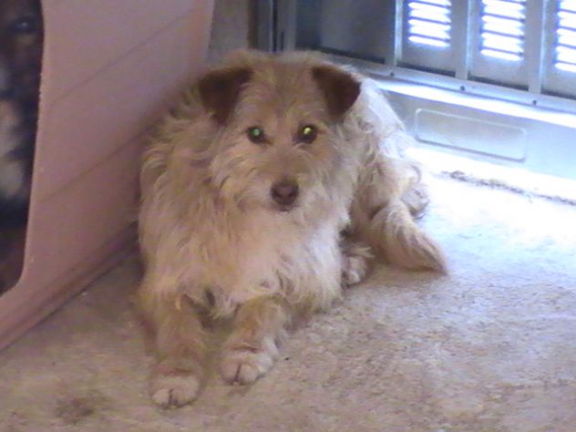 SPEEDY, mix yorkshire - Foto 4
