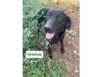 Persefone simil labrador