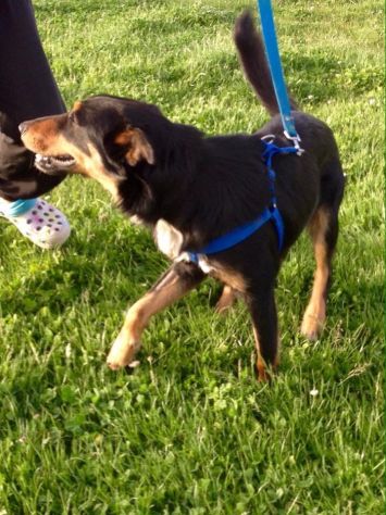 WIZ, dolce cagnolino in cerca d'amore - Foto 5