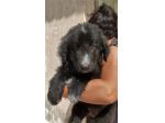 MORFEO cucciolo in canile