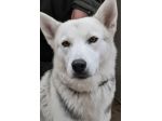 Oscar bellissimo mix husky in adozione