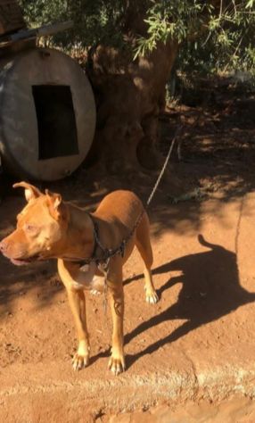 Pitbull(o simil)femmina Red Nose 3anni buona RISCHIA DI TORNARE AL SUD! VARESE - Foto 3