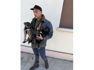 Cuccioli di Pastore Tedesco X Belga