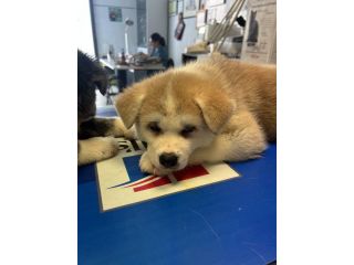 Cuccioli Akita inu
