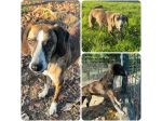 BRINA 4anni dolce ed allegra