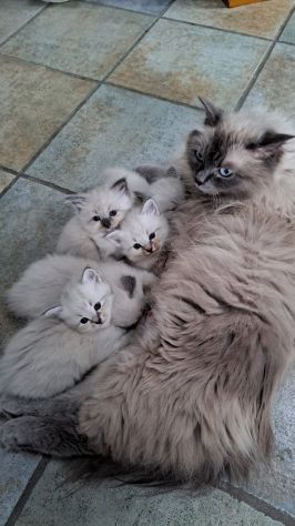 🐾Gattini di razza siberiana ipoallergenici🐾 - Foto 2