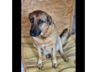 SHINA UNA VITA BUTTATA CANE IN ADOZIONE