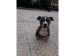 Cuccioli American Staffordshire Terrier Blu in Puglia