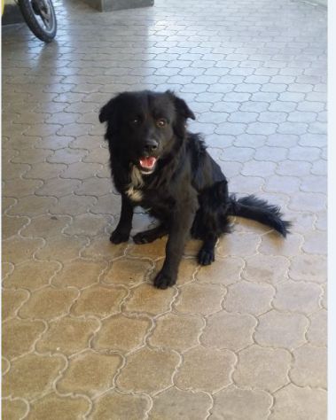 BLACKY, giovanissimo mix golden - Foto 3