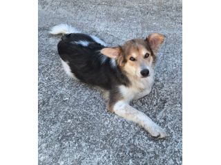 Kaan 8 mesi mix border collie