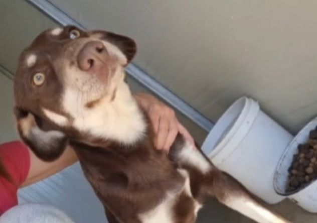 Tommy 2anni tg contenuta,marrone, occhi ambra SUD - Foto 2