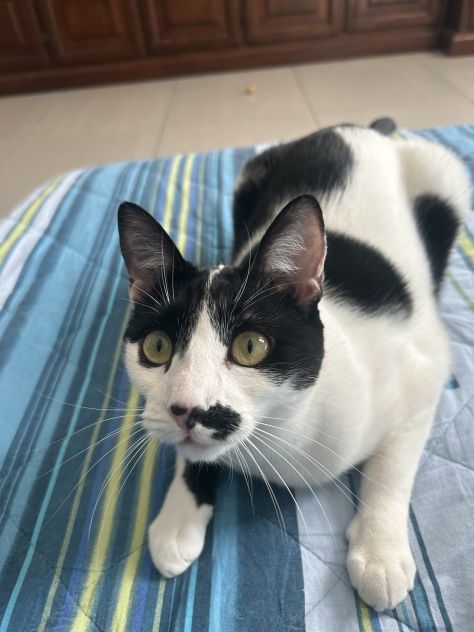 Gatto Europeo