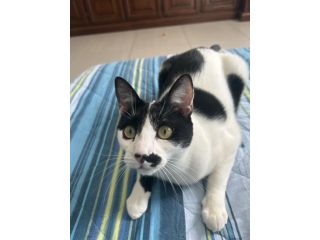 Gatto Europeo