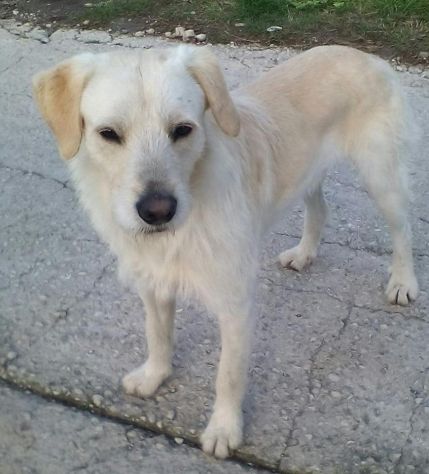 SPINO E LILLO, splendidi cagnoloni - Foto 3