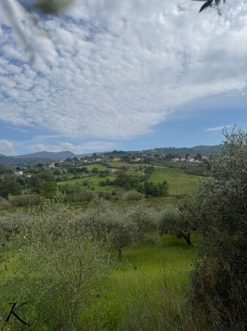 Laureana Cilento – terreno agricolo con 400 piante di ulivo - Foto 2
