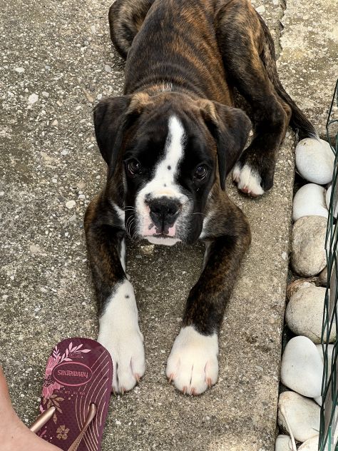 Boxer maschietto con Pedigree ENCI - Foto 3