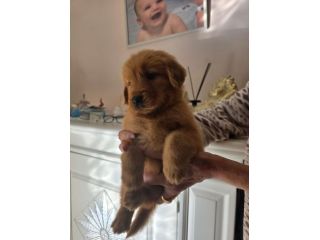 Cuccioli di Golden Retriever (tipo Americano)