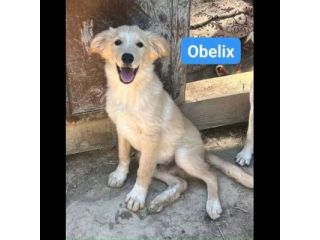 CUCCIOLI IN ADOZIONE