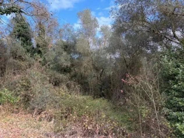 Immobile in asta di 85900 m² in vendita a Bomarzo - Foto 6