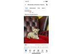 Chihuahua  cuccioloni