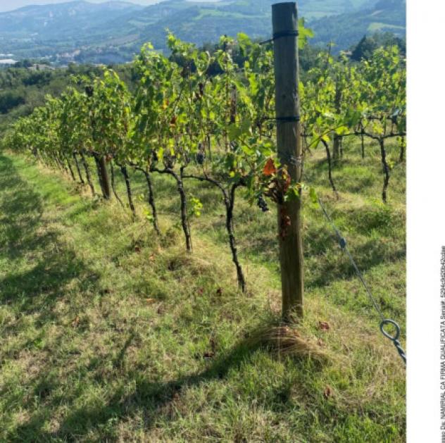 Immobile in asta di 1344 m² in vendita a Modigliana - Foto 19