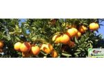 LASCARI VENDITA LOTTO DI TERRENO AGRICOLO MQ 2500