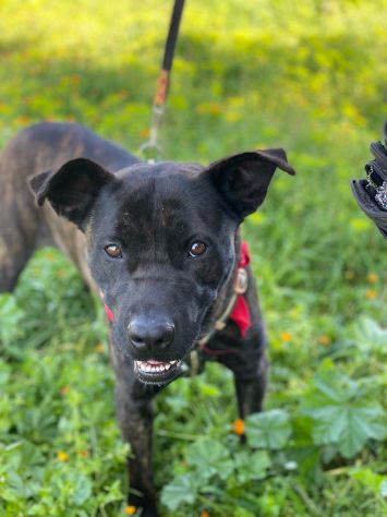 Adil il magnifico cane da adottare - Foto 2