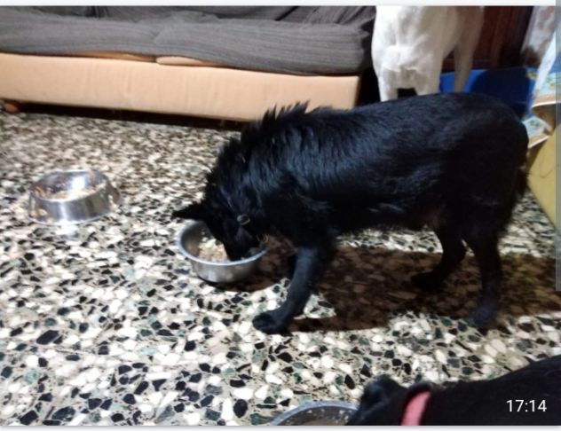 6anni kg 7 sfortunato nero senza coda aspetta casa prov ALESSANDRIA - Foto 5