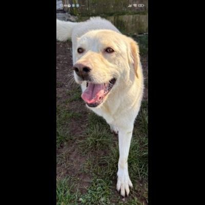 LA DOLCEZZA IN GABBIA, mix labrador CAGNOLINA IN ADOZIONE taglia media